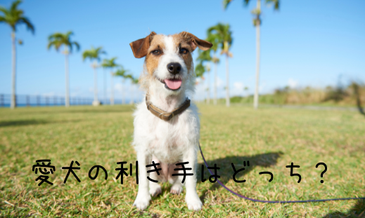 愛犬の利き手はどっち?