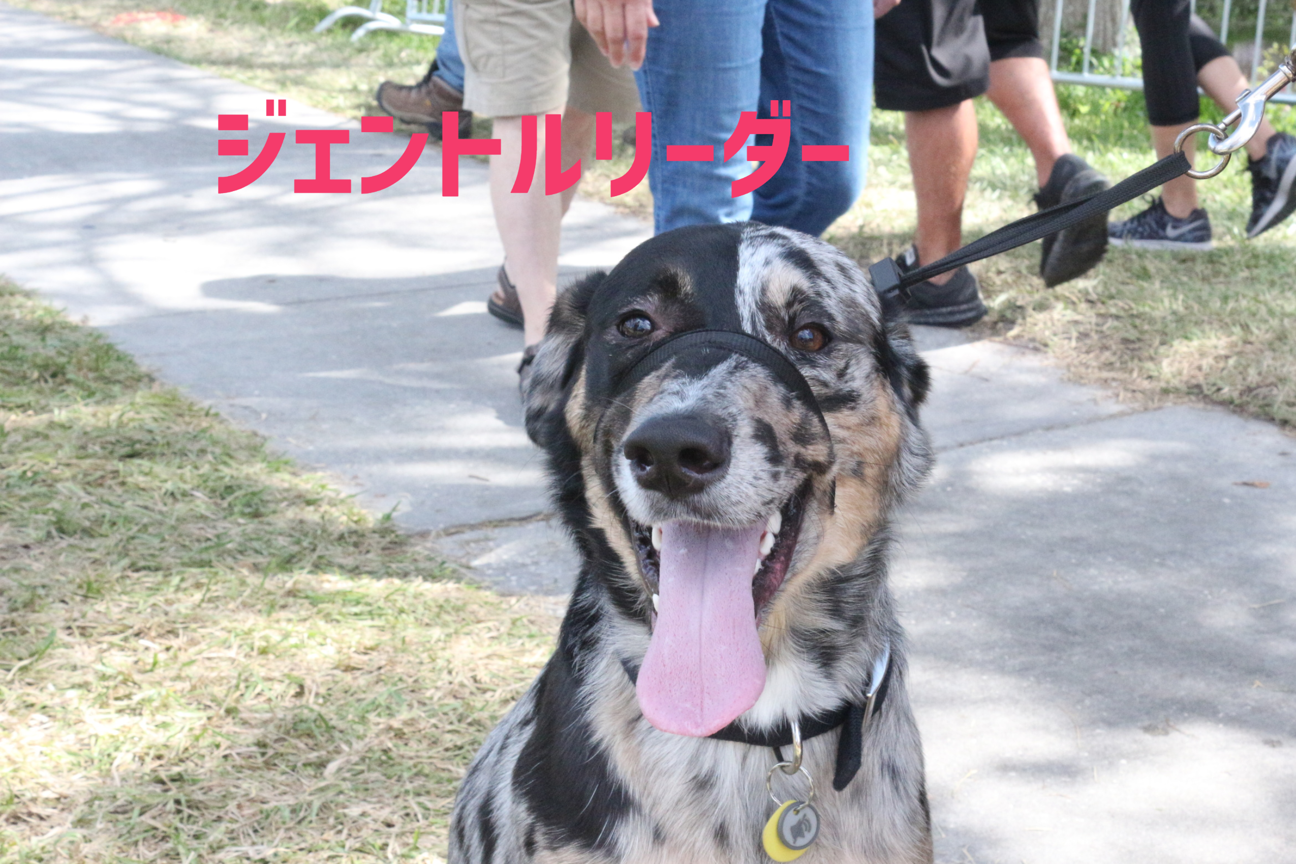 ジェントルリーダー