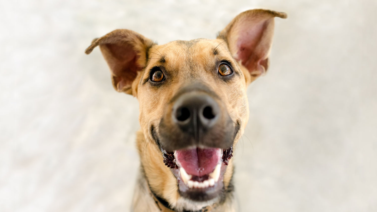 犬の歯は咀嚼するためではない!!