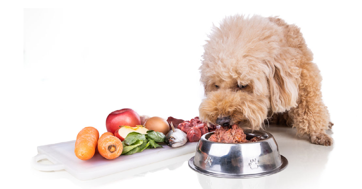 犬は肉食?犬は雑食?
