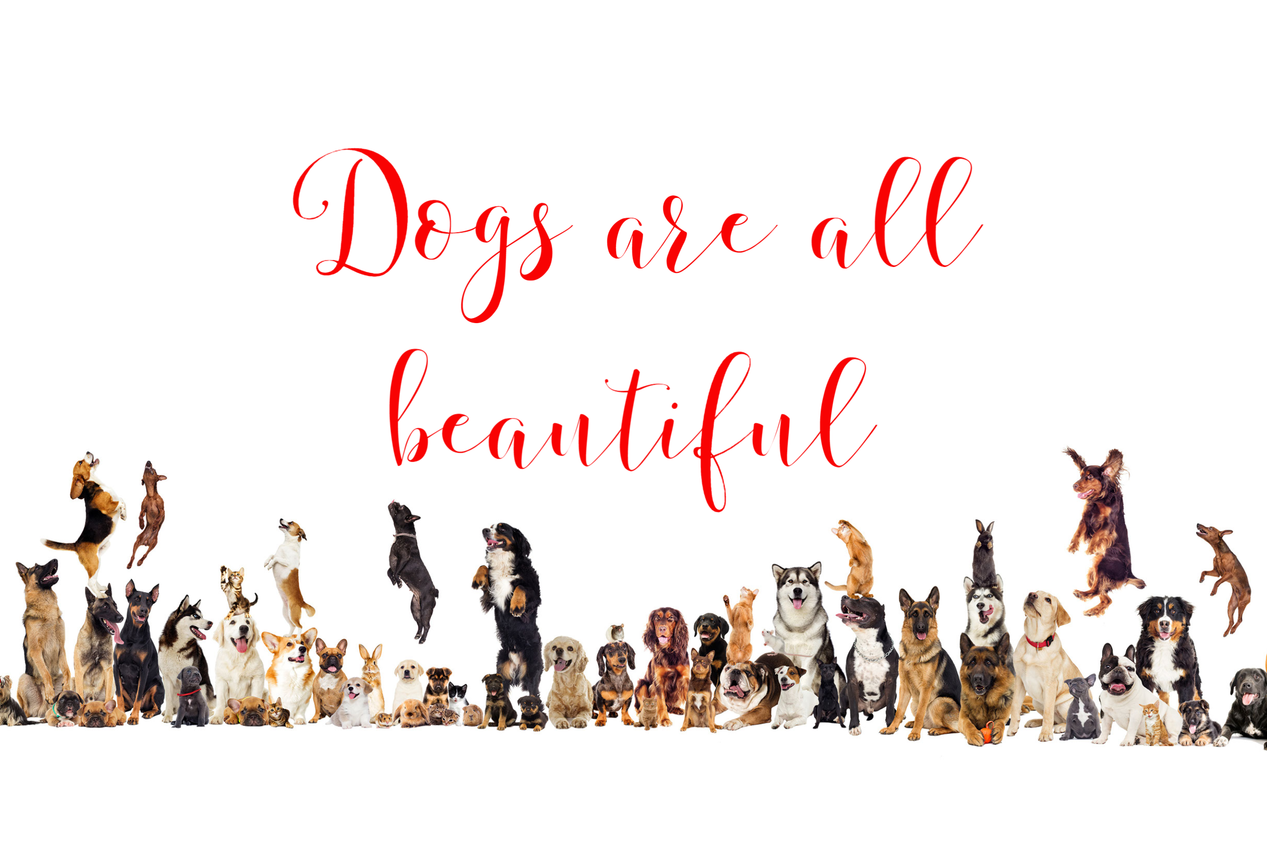 2022年版 海外で人気の犬種ランキング ドイツ・香港・アメリカ