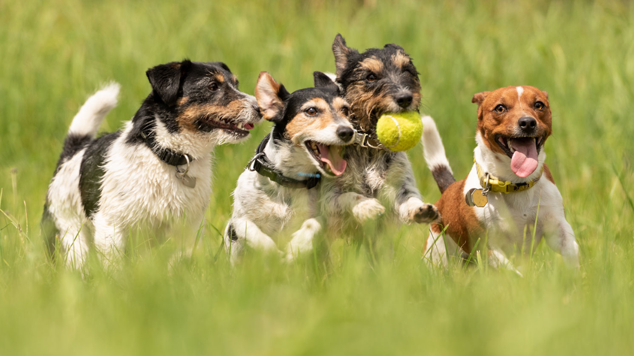 犬の縄張り意識