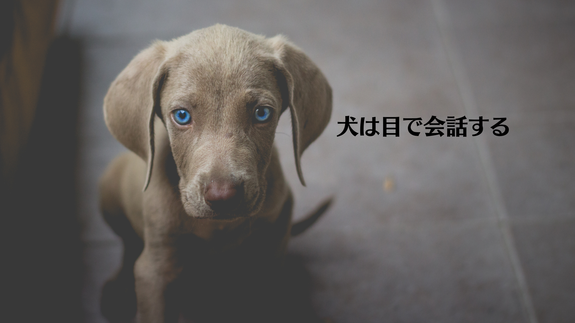 犬は目で会話する