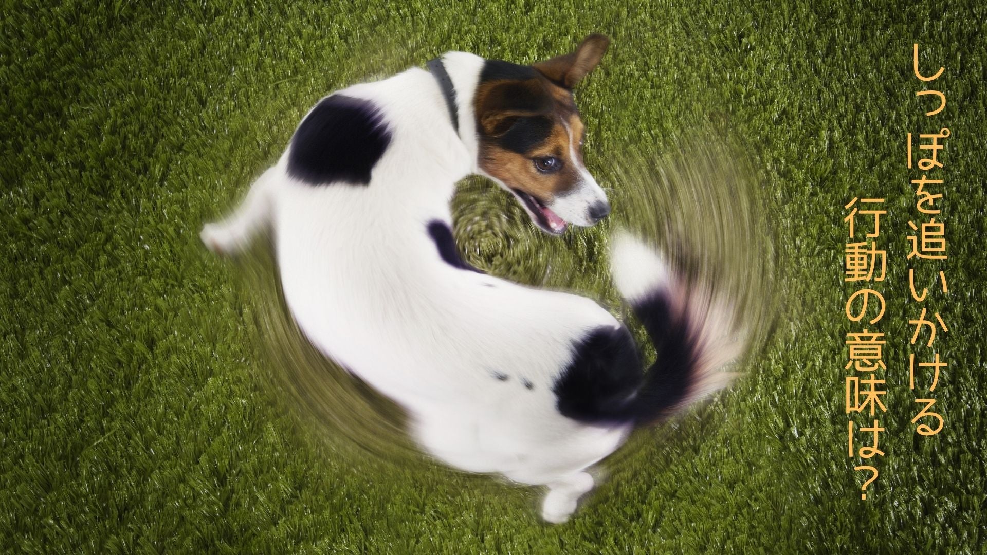 しっぽを追いかける行動の意味は?