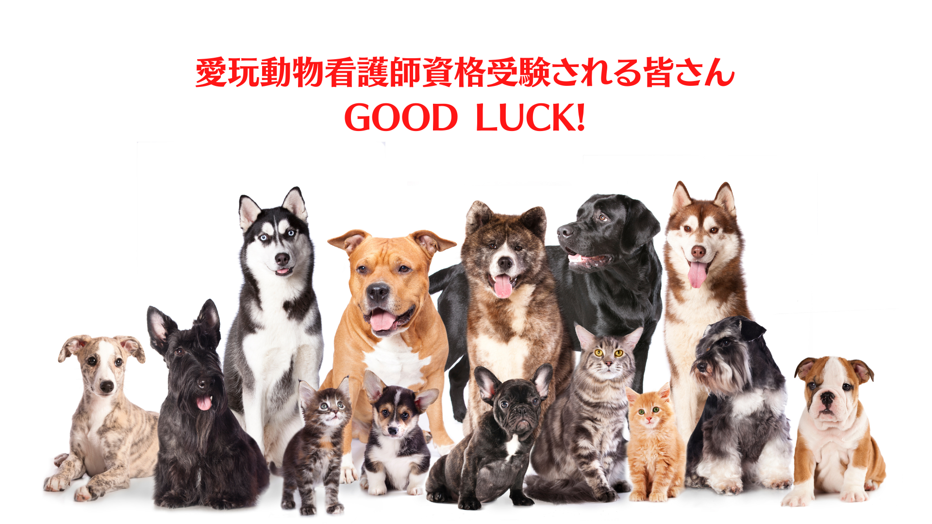 ペット専門国家資格「愛玩動物看護師」