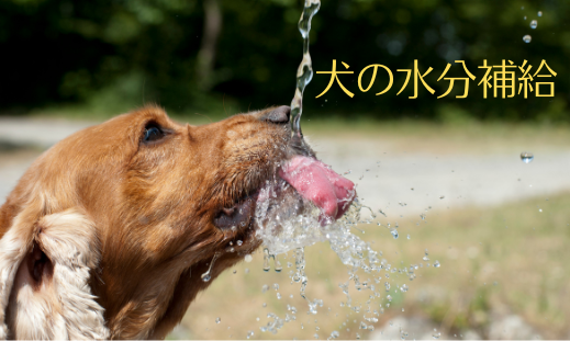 犬と水分補給