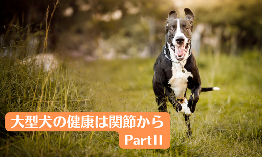 大型犬の健康は関節から PartⅡ