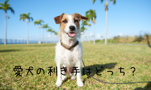 愛犬の利き手はどっち？