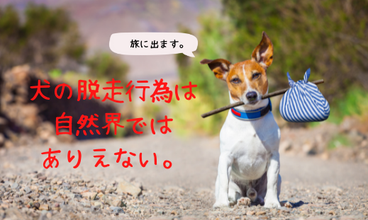 犬の脱走行為は自然界ではありえない