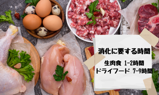 消化に要する時間　生肉食 1-2時間 ドライフード 7-9時間