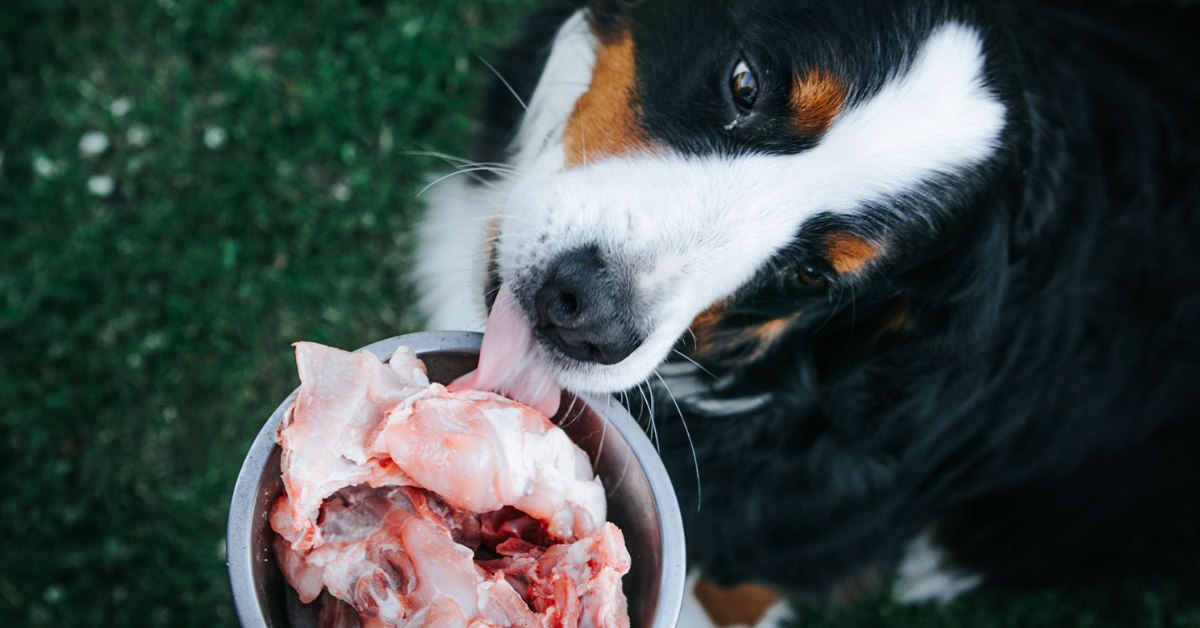 10年間の研究で知り得た、犬の食事と胃腸の健康