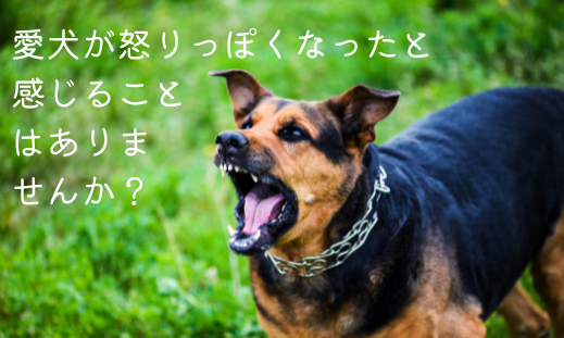 愛犬が怒りっぽくなったと感じることはありませんか？