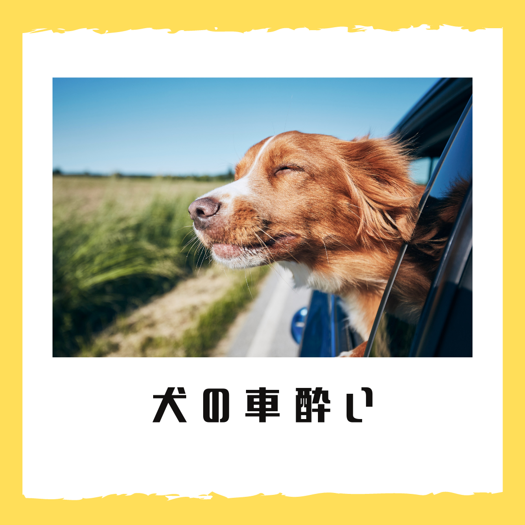 犬の車酔い