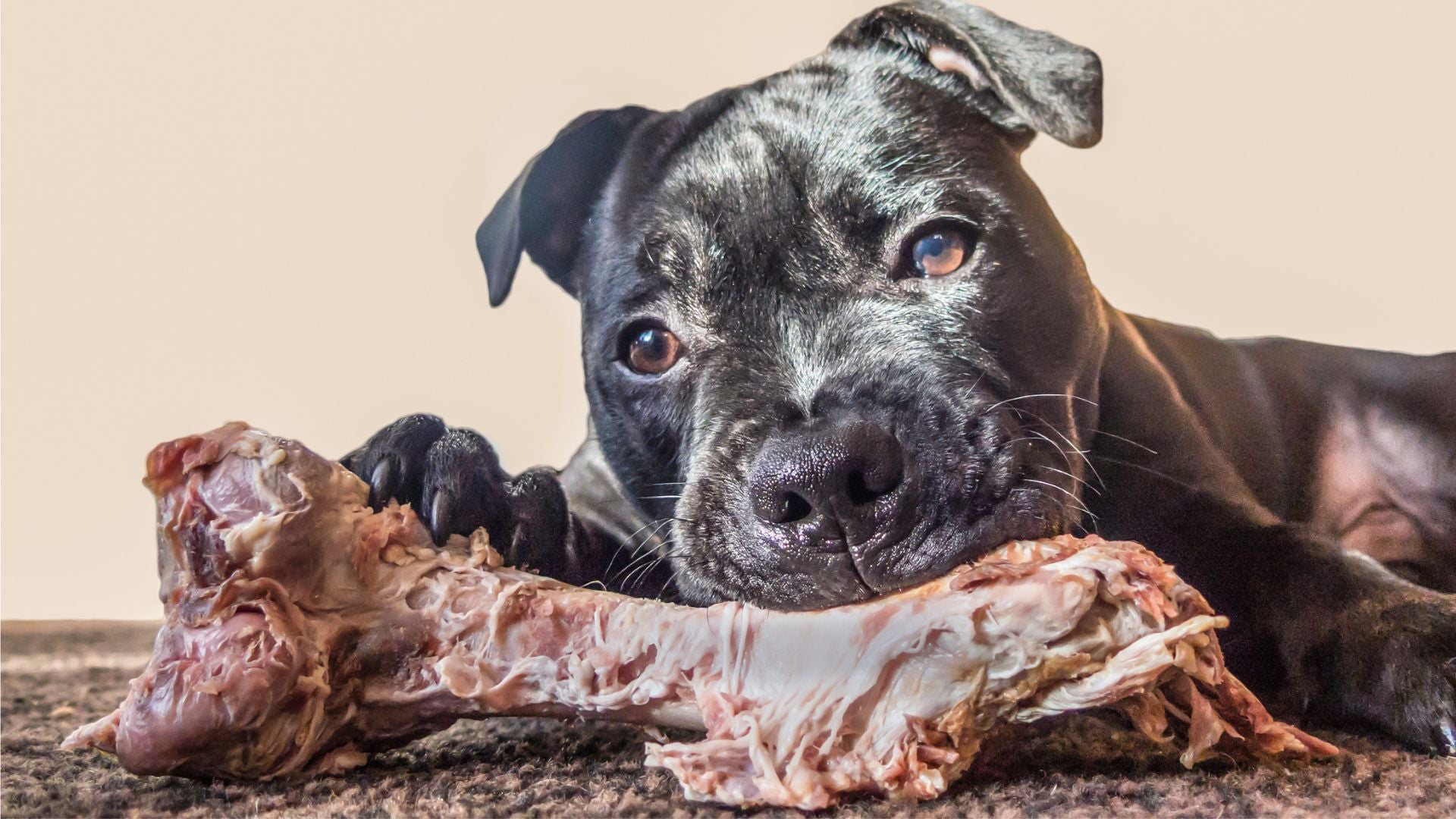 肉付き骨を愛犬の日々の食事にプラスするという考え