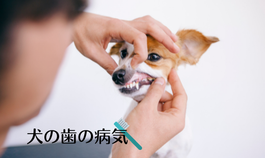 犬の歯の病気