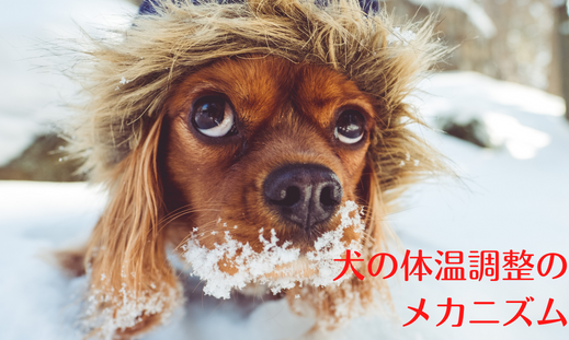 犬の体温調整のメカニズム