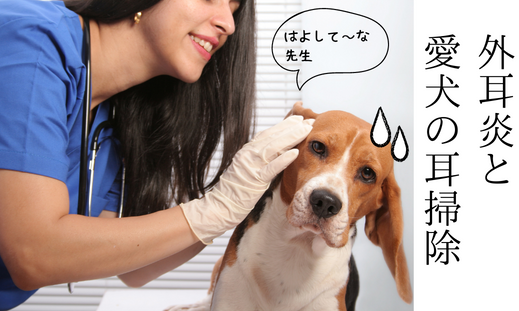 外耳炎と愛犬の耳掃除